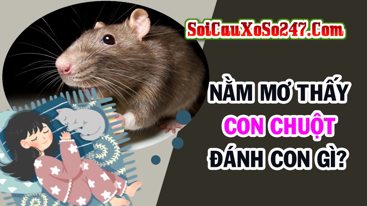 Mơ Thấy Chuột Đánh Số Gì Chính Xác Nhất