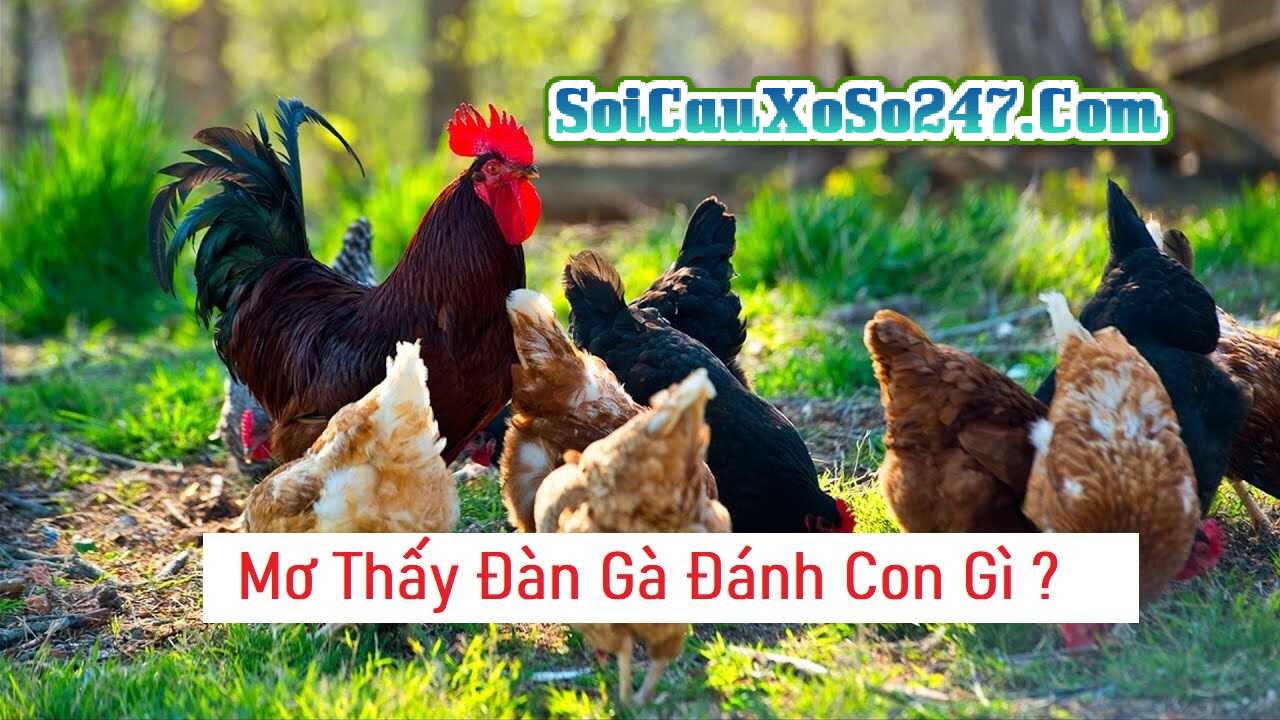 Mơ thấy gà đánh con gì? Giải mã giấc mơ và tìm số may mắn